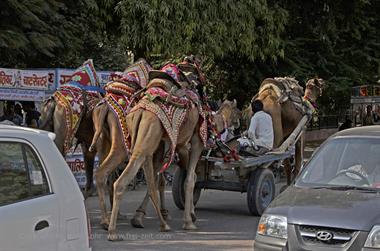 02 PKW-Reise_Mandawa-Bikaner_DSC2674_b_H600